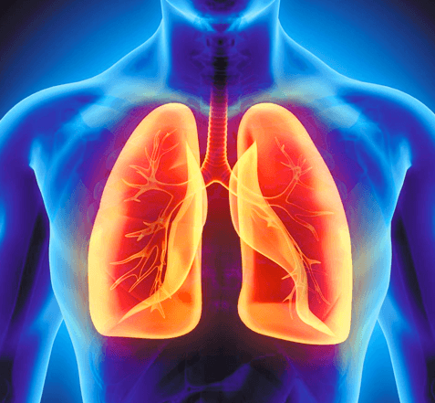 Blue Illustration Of Human Body Interior With Lungs And Airway In Red And Orange