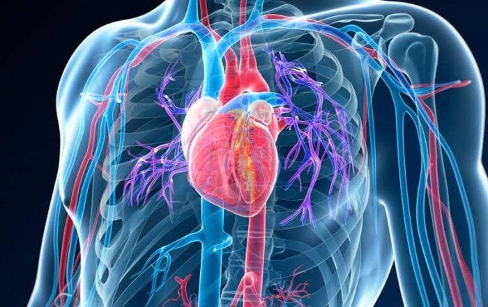 Illustration Of Heart Scan With Body In Blue Color And Heart And Arteries In Red, Purple And Bright Blue Colors