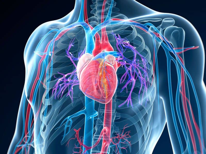 Cardiac and Vascular Imaging - Cardiac - Western University